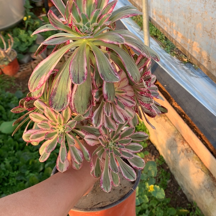 ｖ锦锦手捧老桩-6多肉