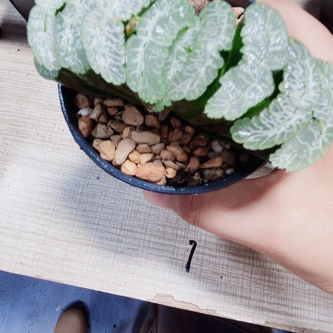 虞姬玉扇多肉植物6666