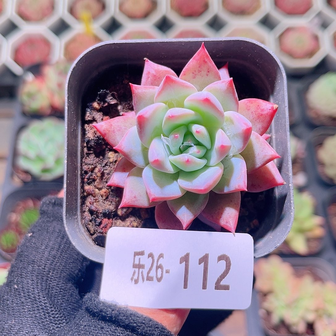 乐然26-112 粉蓝鸟 