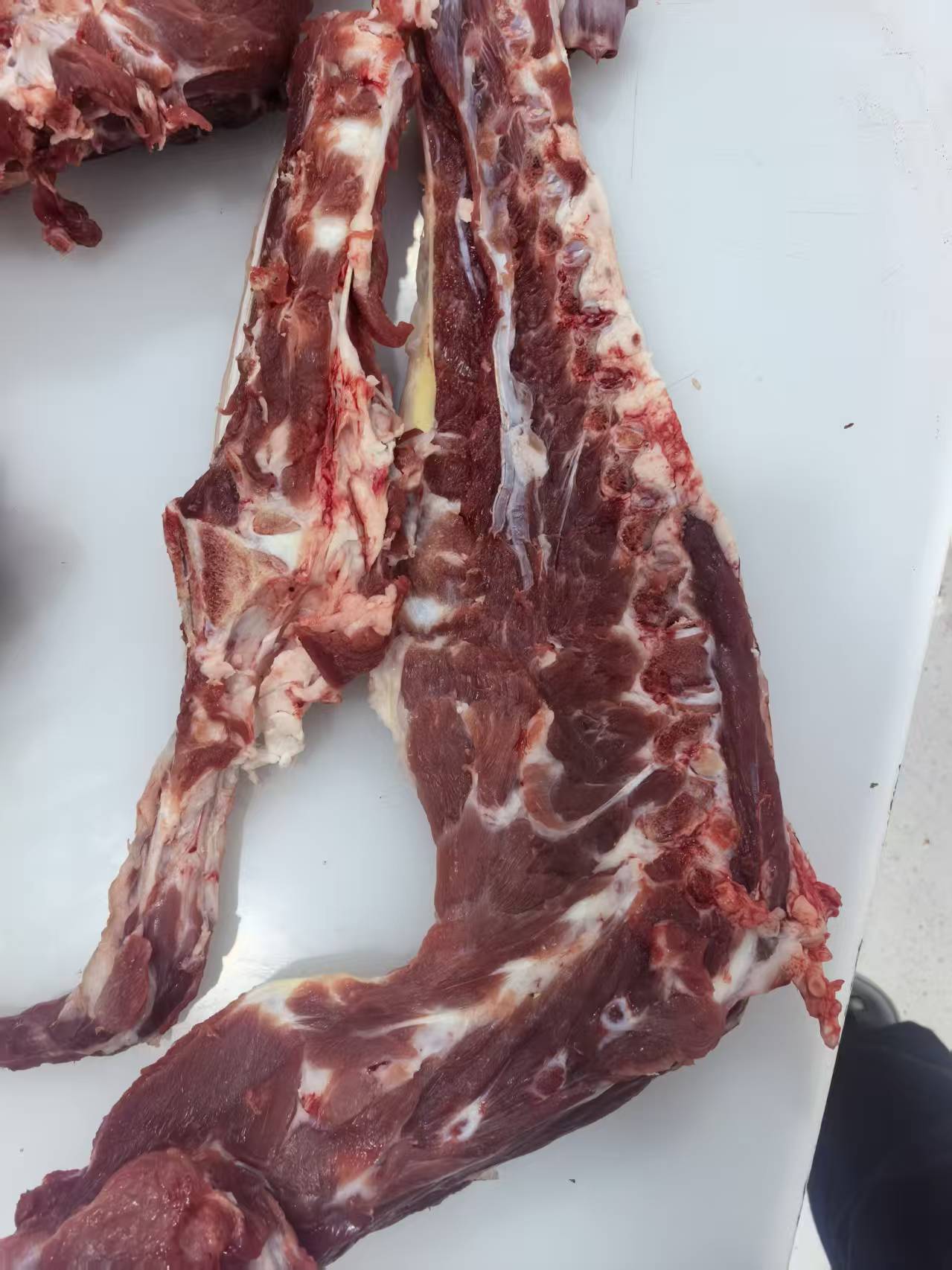 沂蒙放羊山羊羊蝎子