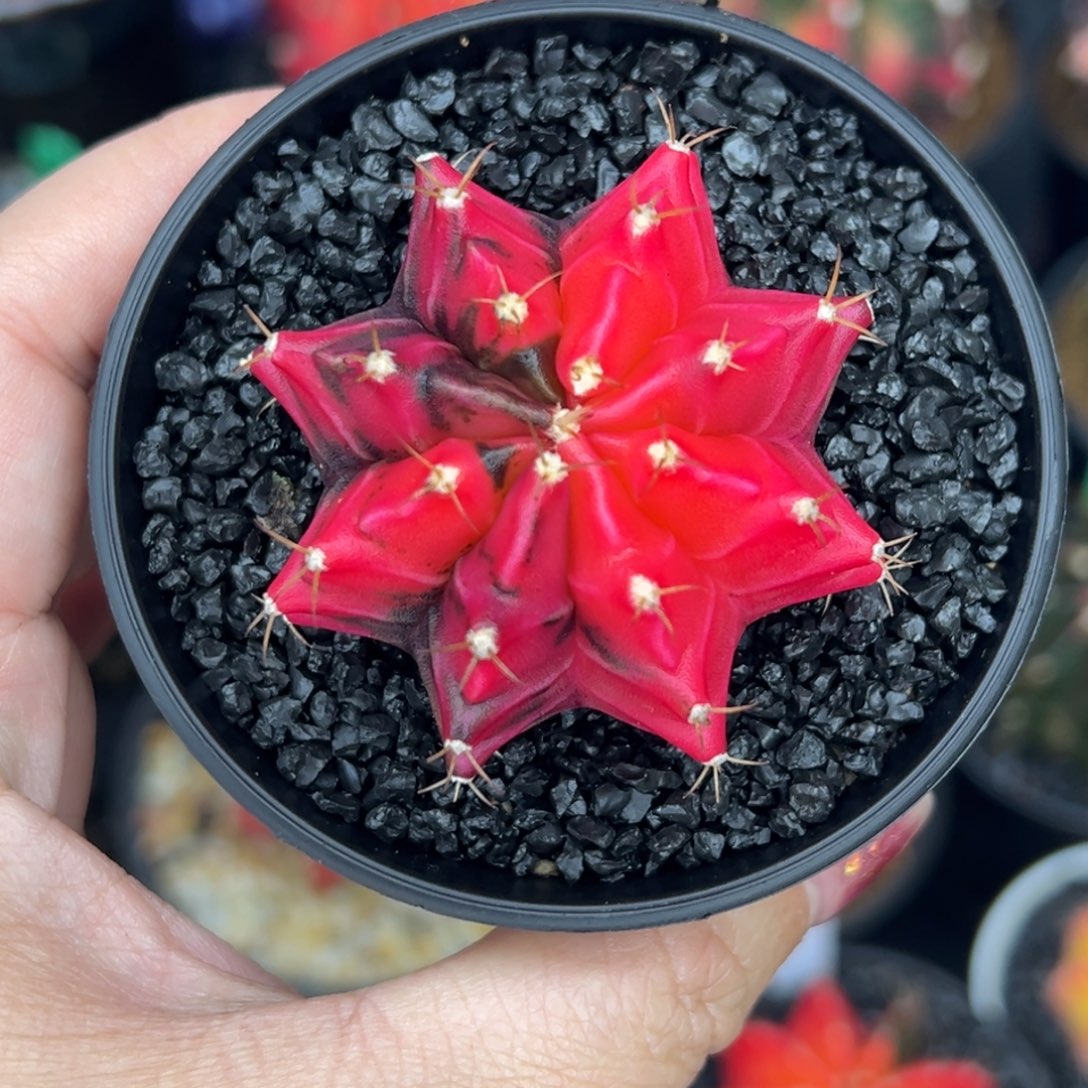 A328泰系米哈锦，带盆土发货