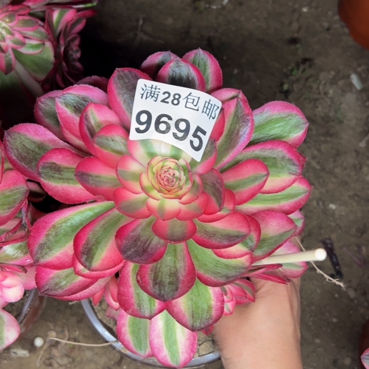 9695荔枝多肉植物