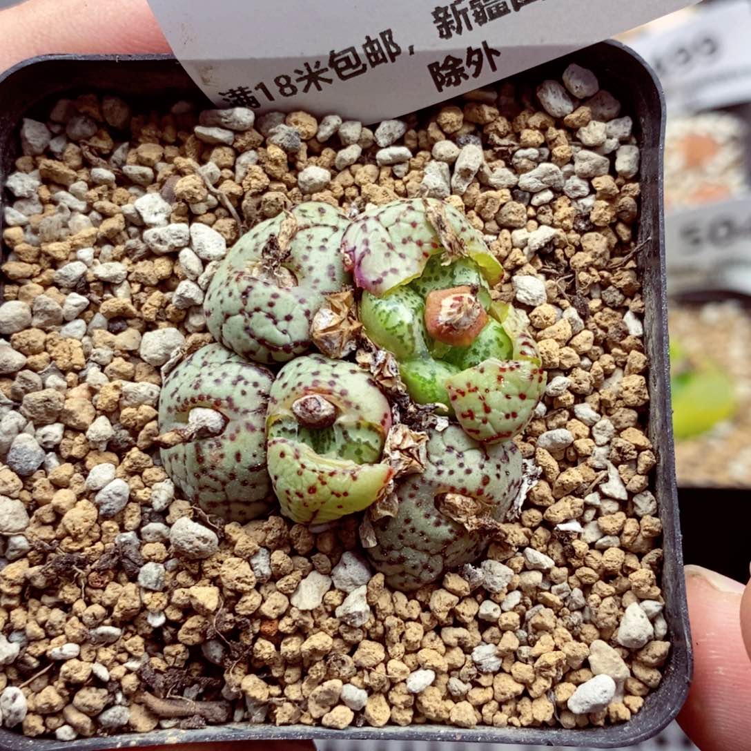 我的小姐姐们都是506