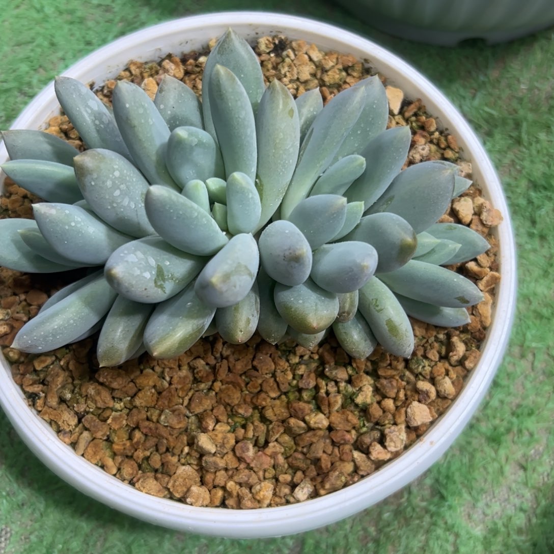 英胖体哥特萝莉，一物一拍