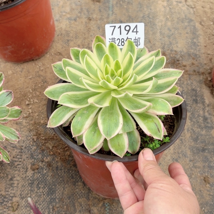 B.  7194青莲多肉