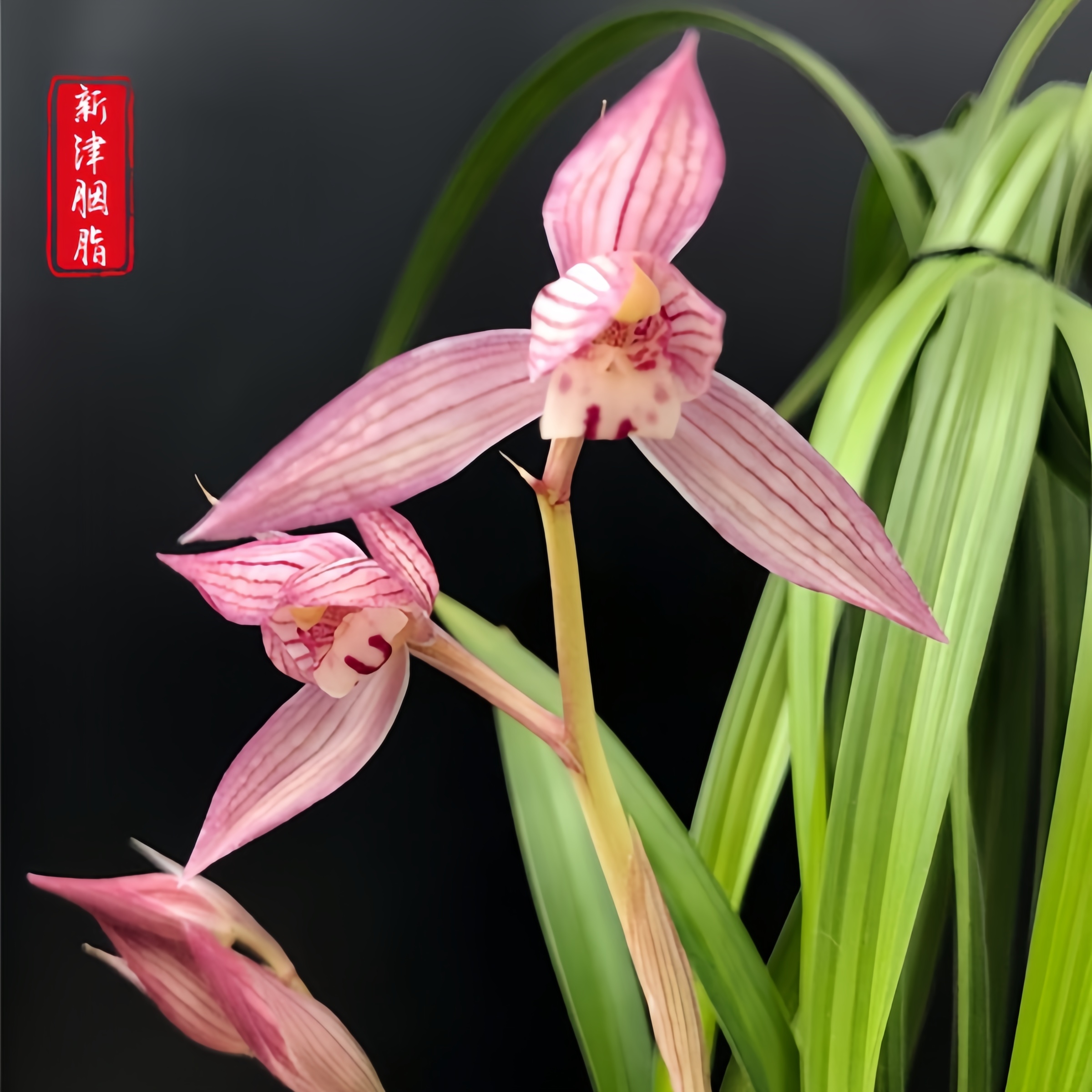 【春剑-新津胭脂】古道兰艺高山国兰 易养活无温室阳台养兰