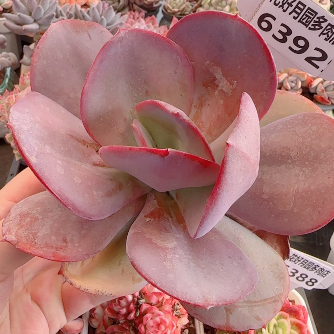 多肉6392…………………………