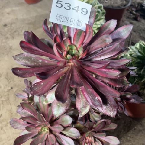 巫毒多肉多肉5349