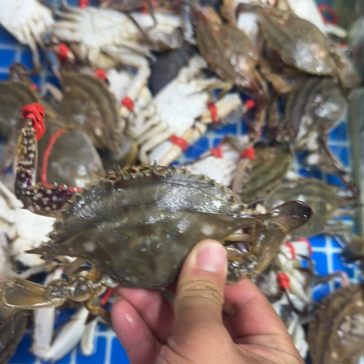 【保鲜不保活】梭子蟹，单只2两100g/只