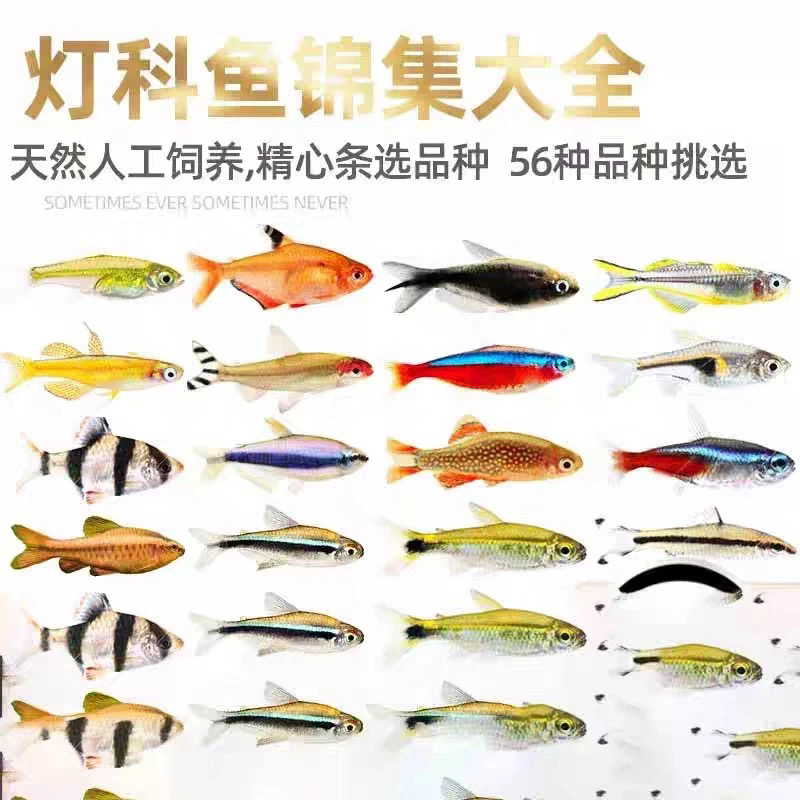 随机一条观赏鱼（爆炸）