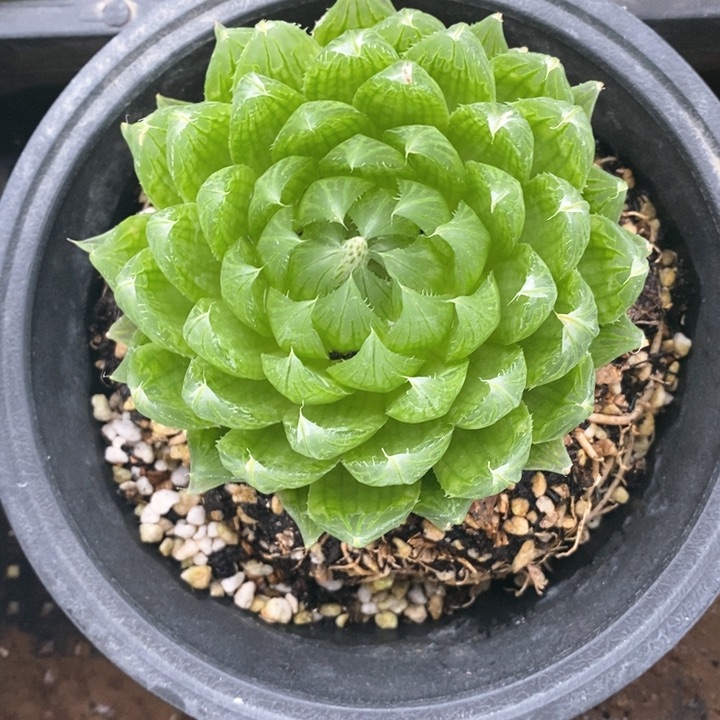 樱水晶一颗。  圆15的盆。 随机发货。 福利。 