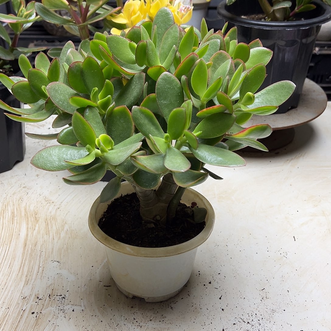 4年玉树带盆土发货