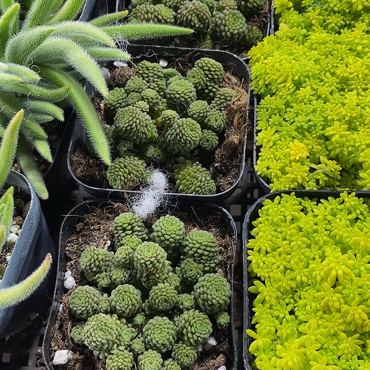 磨男2.8到盆土发货