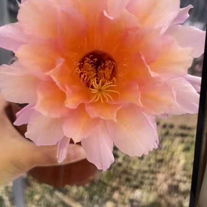 金刚8号带根6.5公分左右