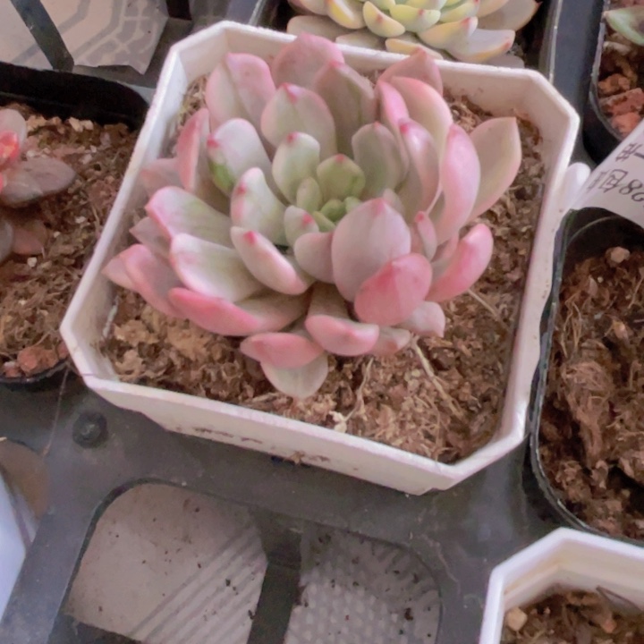 红宝石锦多肉植物631