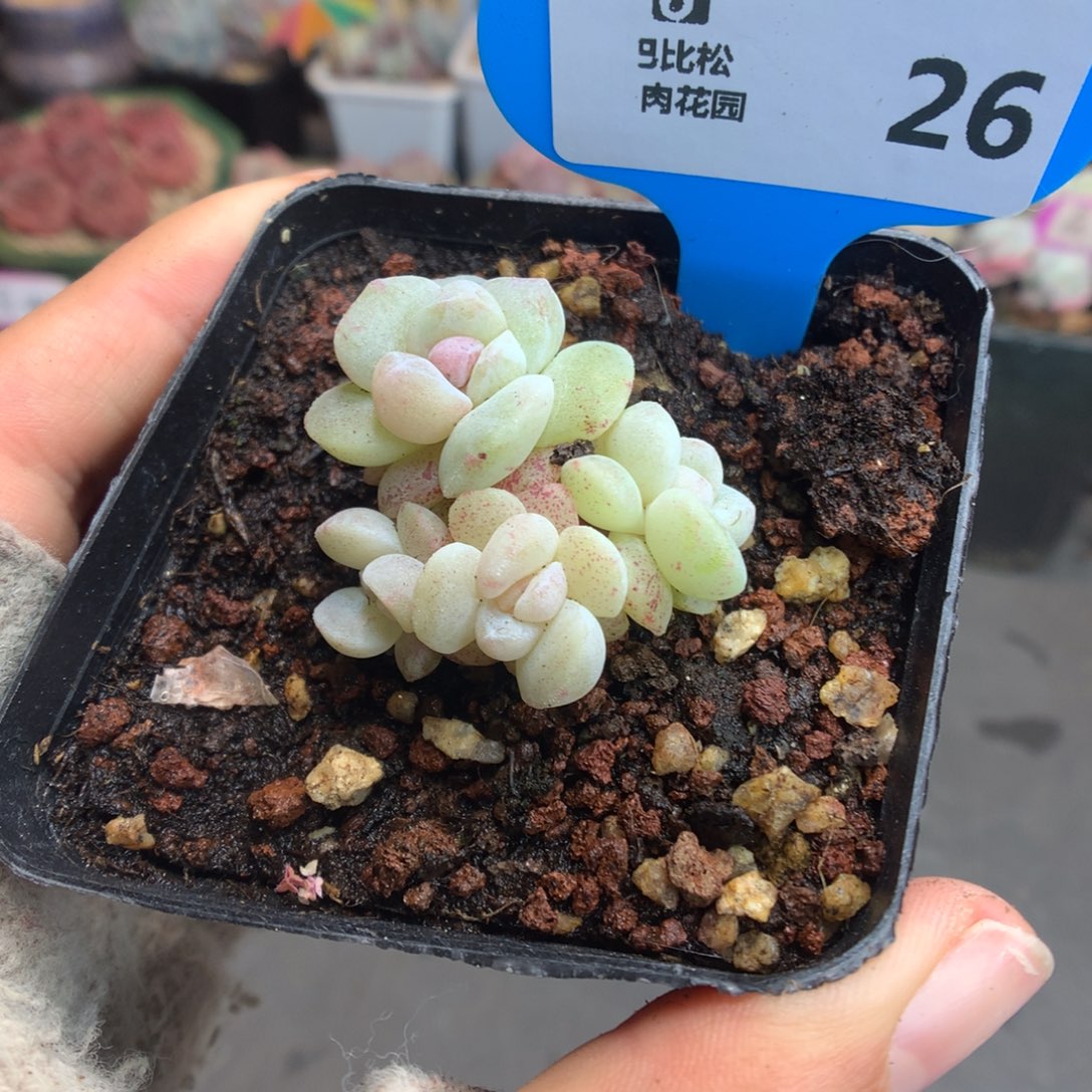 26四头异色冰玉石化多肉