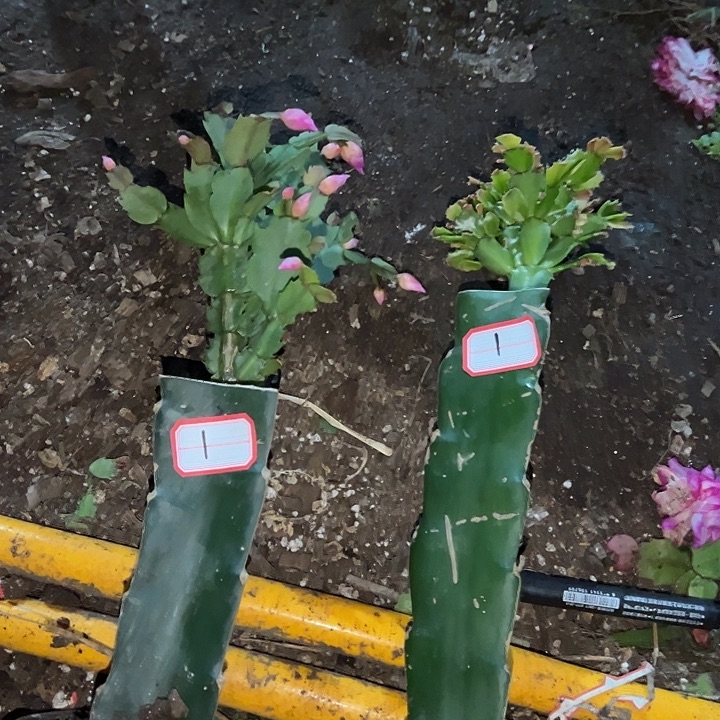 依****，1号带盆063.050，