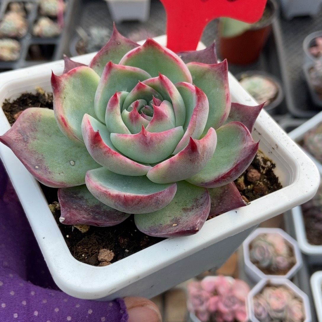 2030惊鸿仙子多肉植物
