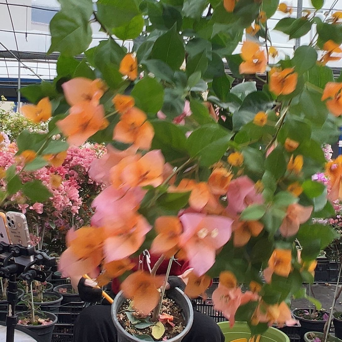 快***鸭大部分花苞少量开放H74变色龙