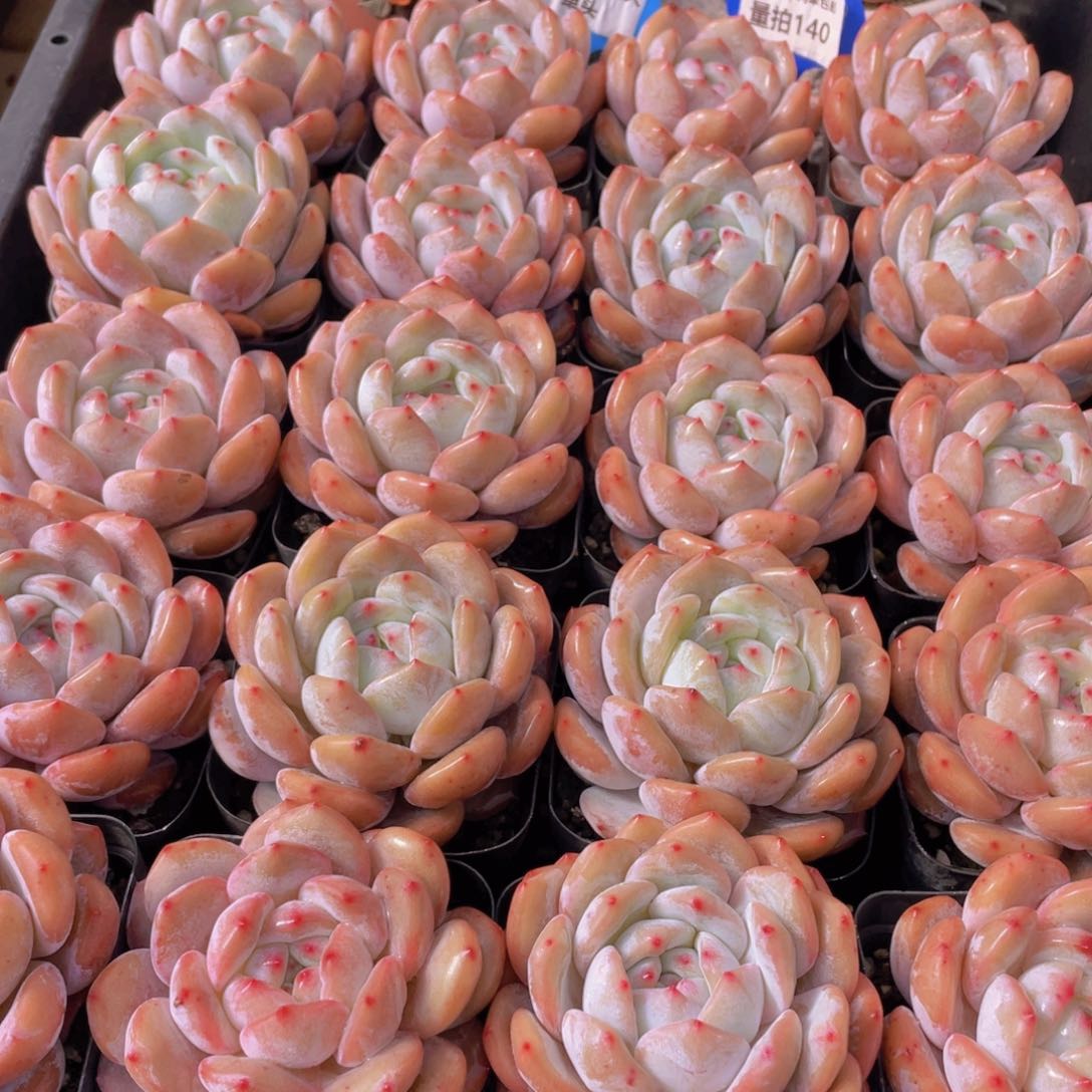 量拍140号 韩版橙梦露大单头一个