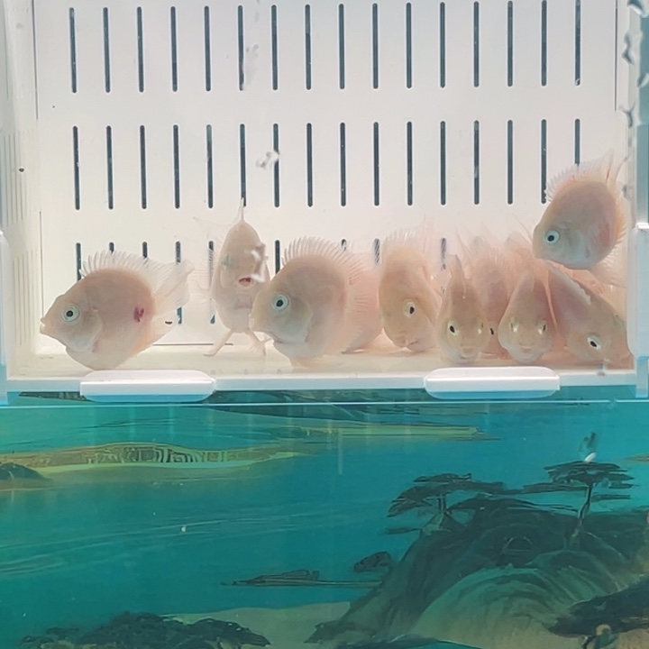 鹦鹉鱼白金亚成10条7号单