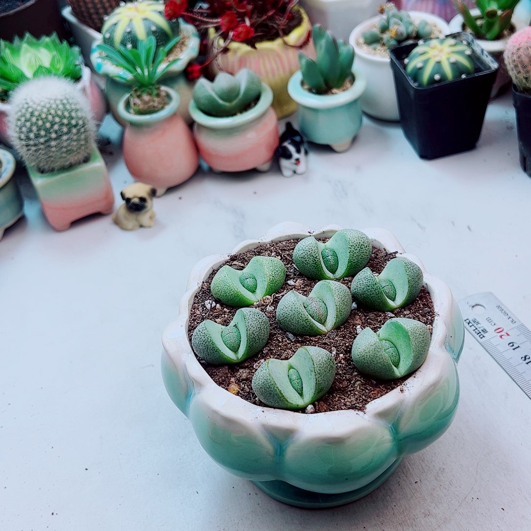 三颗小元宝多肉植物