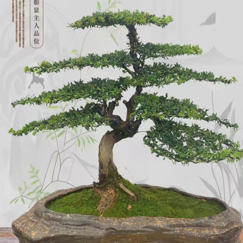 迎客松盆景客厅玄关办公室酒店会所景观造景桌面装饰