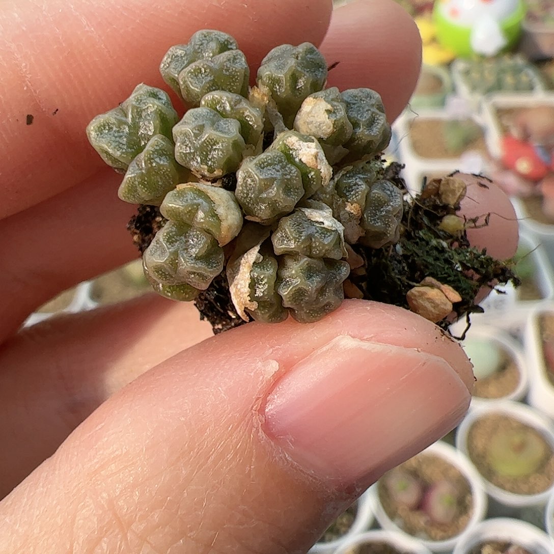 【闪购商品】167 饺子皮