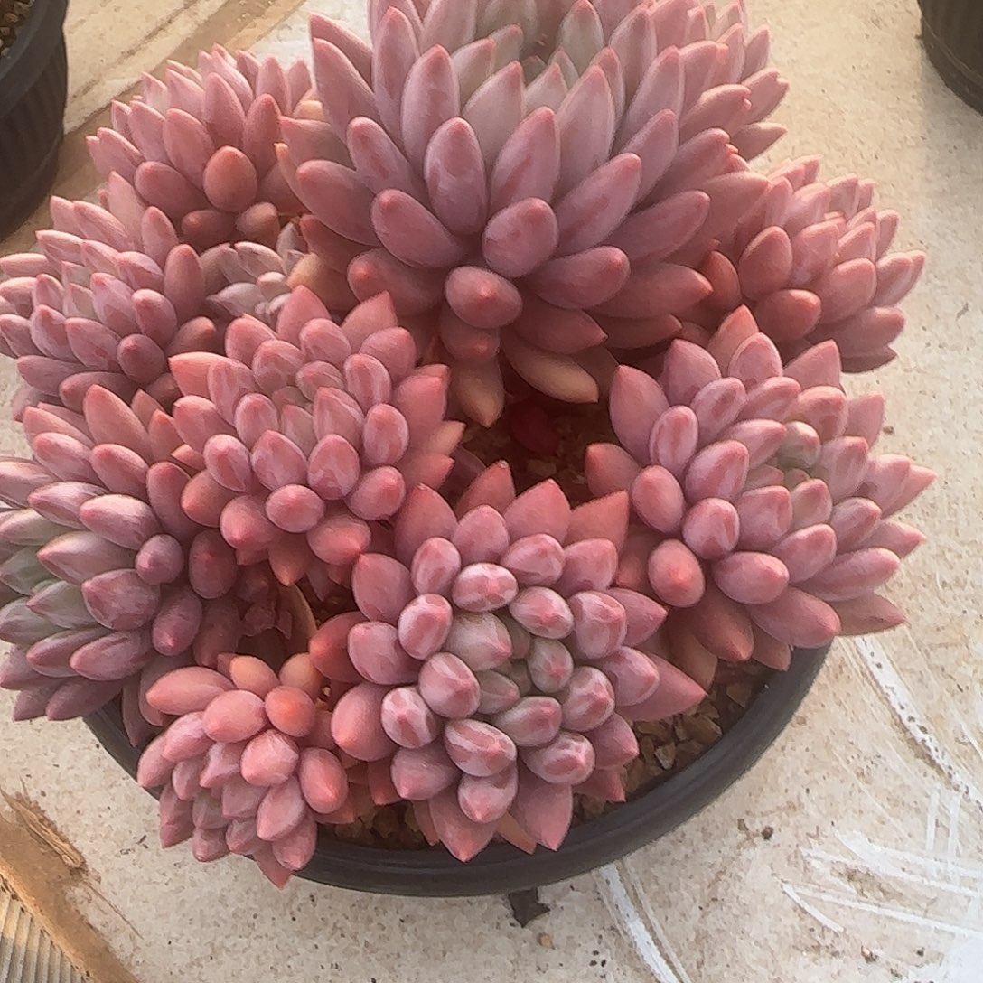 ****李多肉植物樱花美人