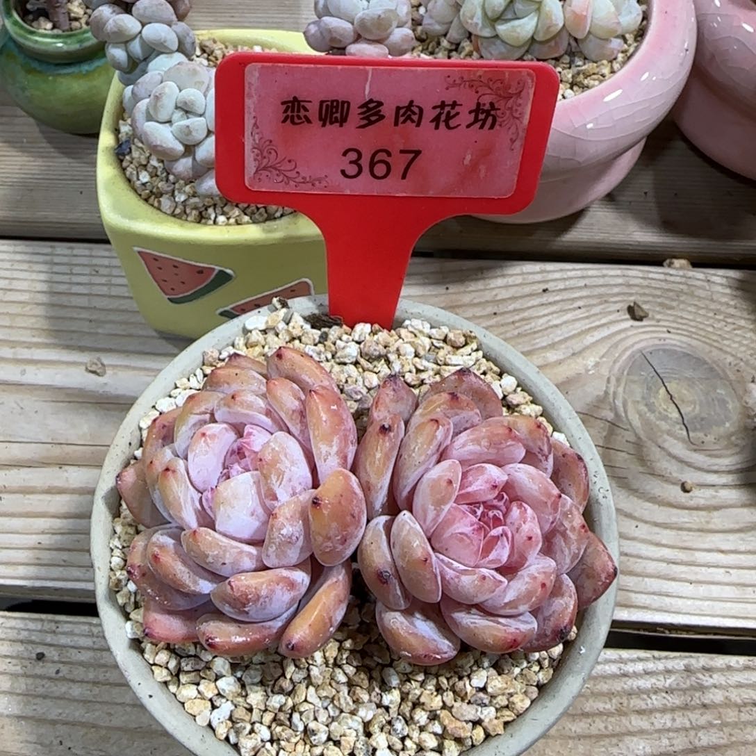 367橙子双头老桩0000