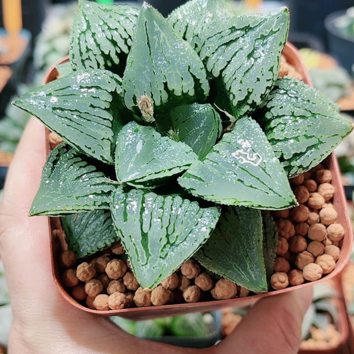 【闪购商品】马丽丽