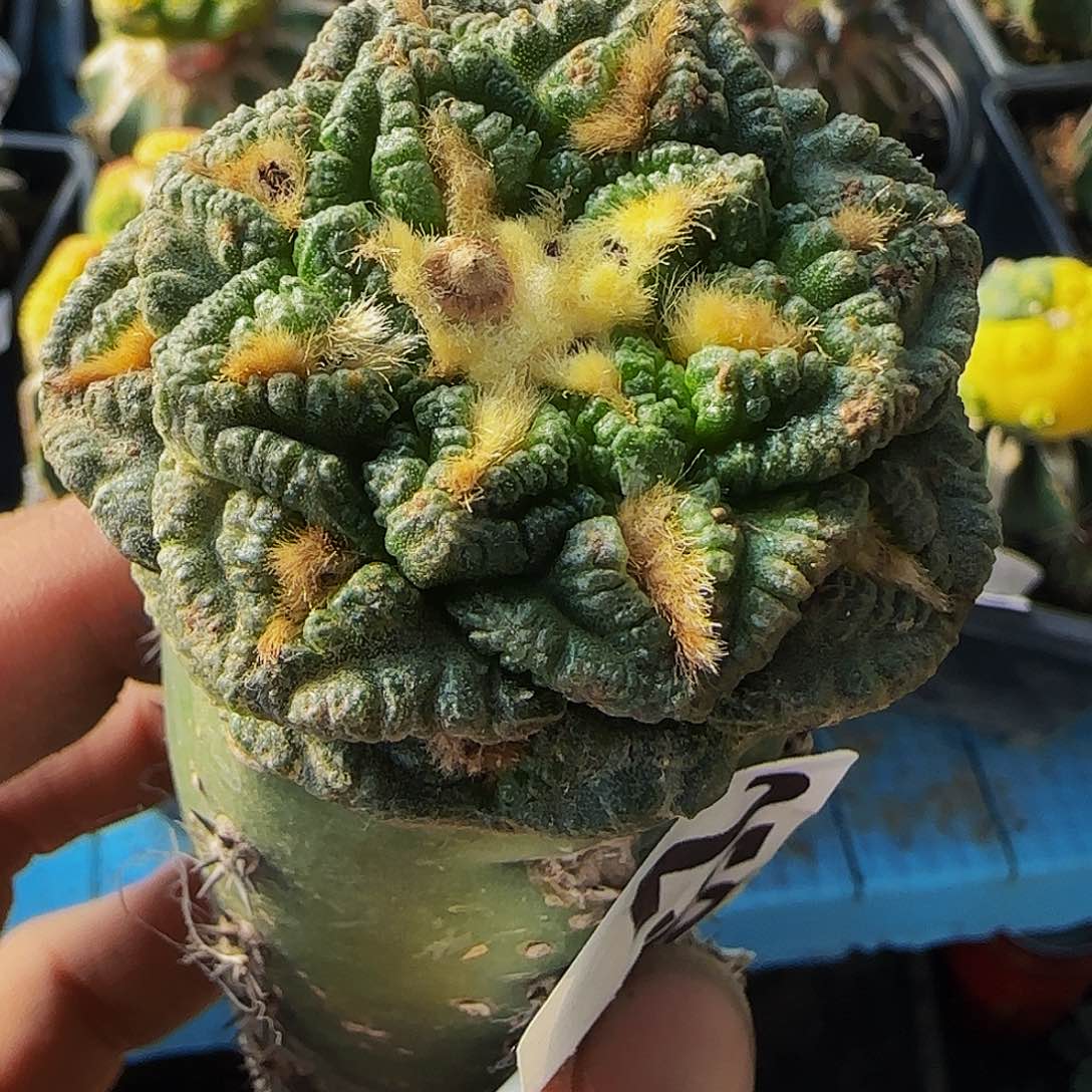 老龟甲252仙人球开花