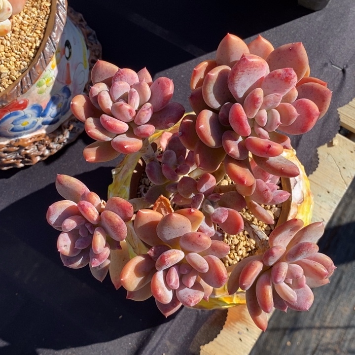 全状态灰姑娘老庄肉肉肉肉