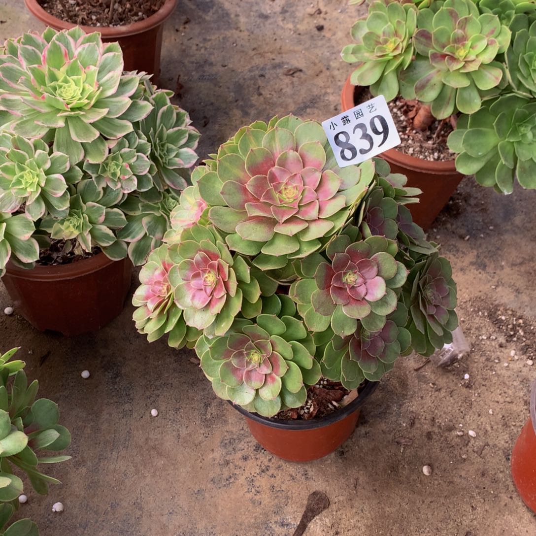 用****7多肉植物839万圣节88888