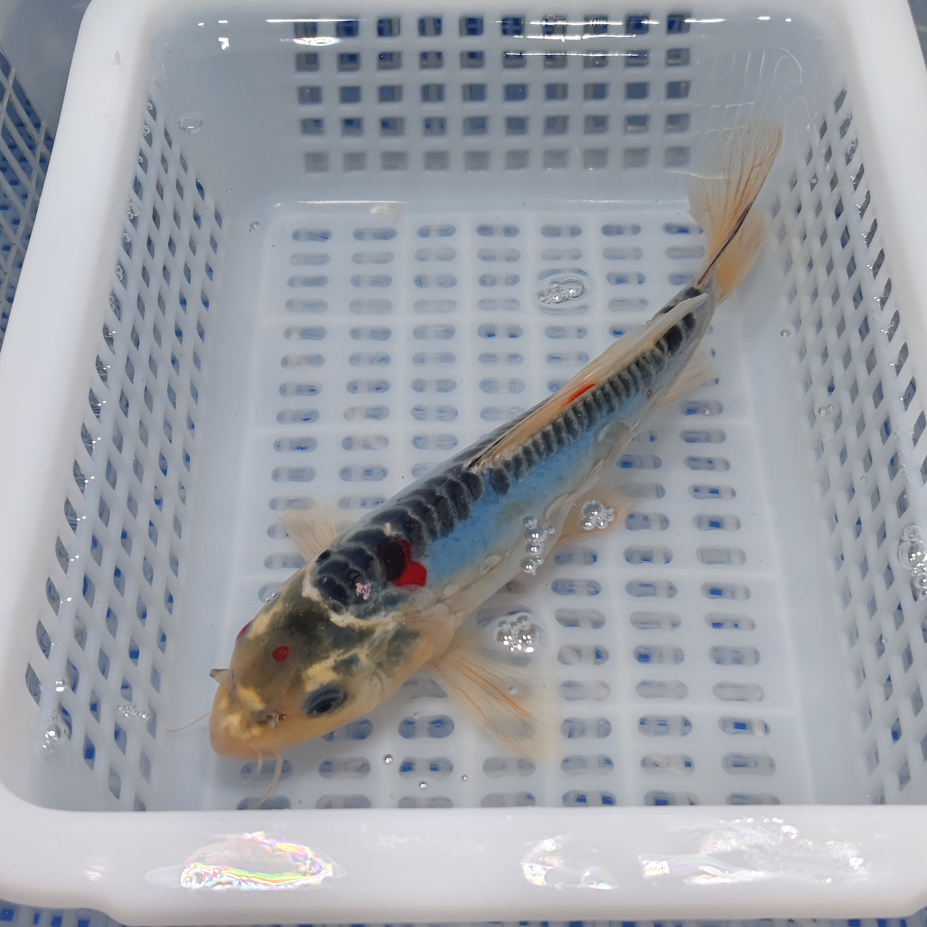 大锦鲤17条 【德系血统锦鲤混搭】水族活体淡水鱼冷水观赏鱼