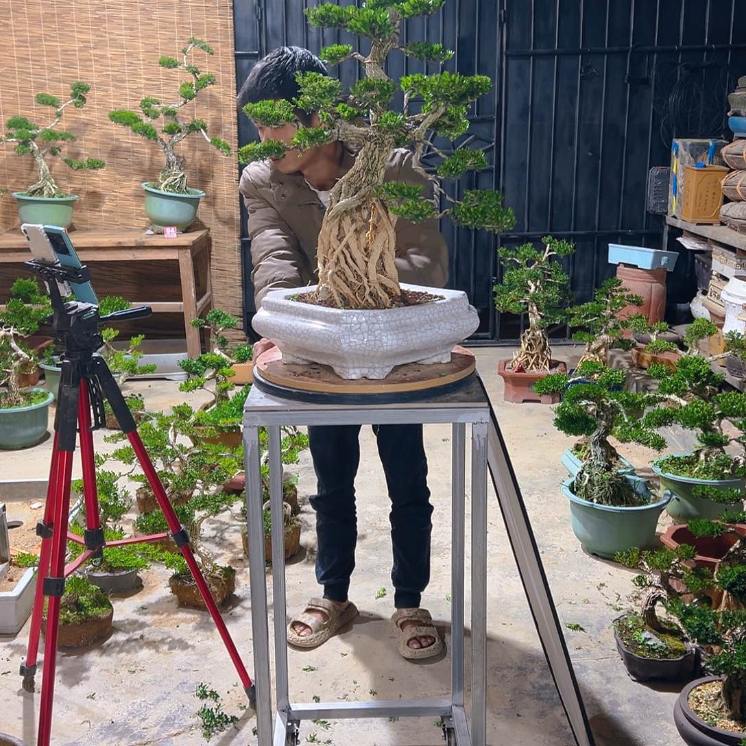用***3无花朵广东雀舌皱皮黄杨盆景
