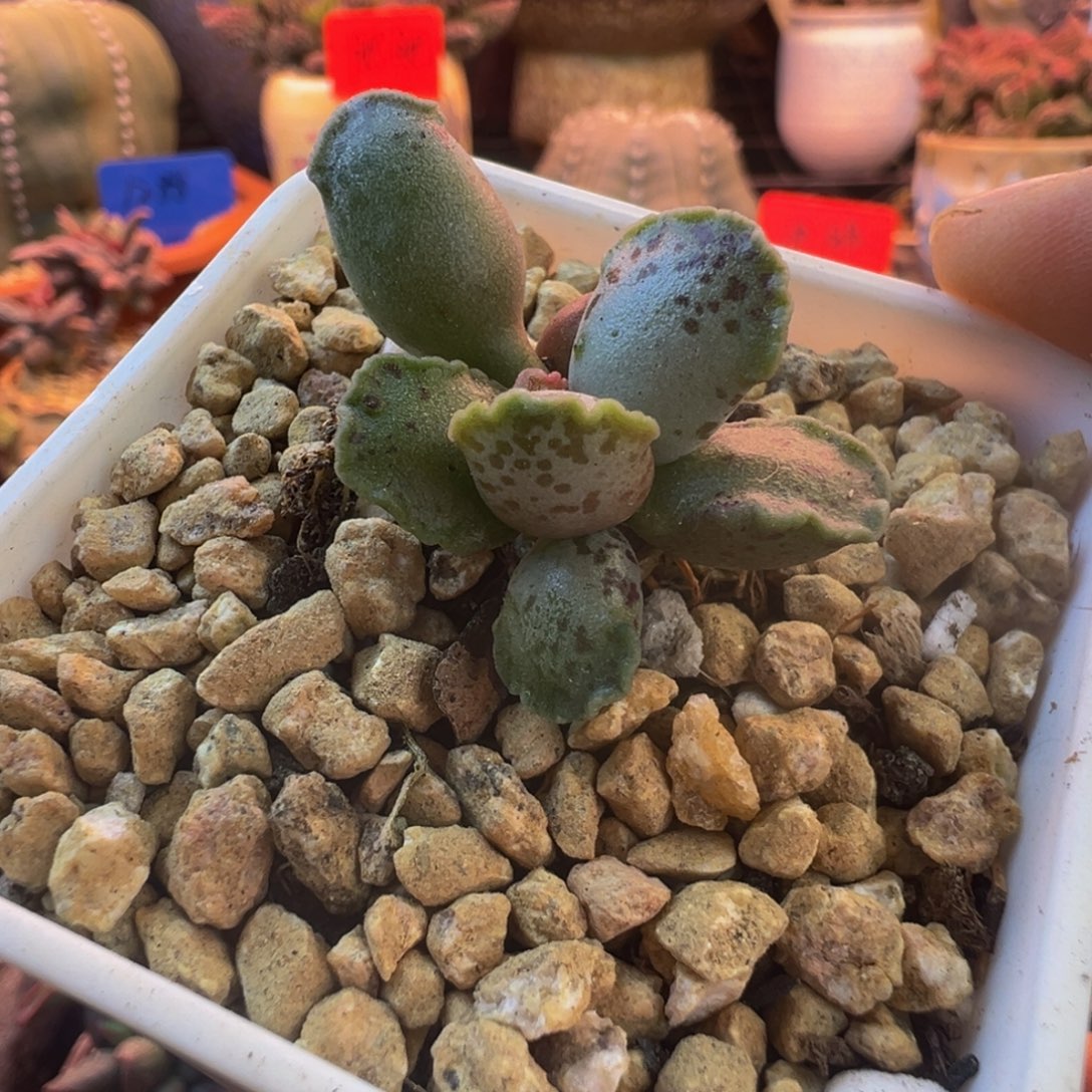 一物一拍，带盆发货，感谢支持