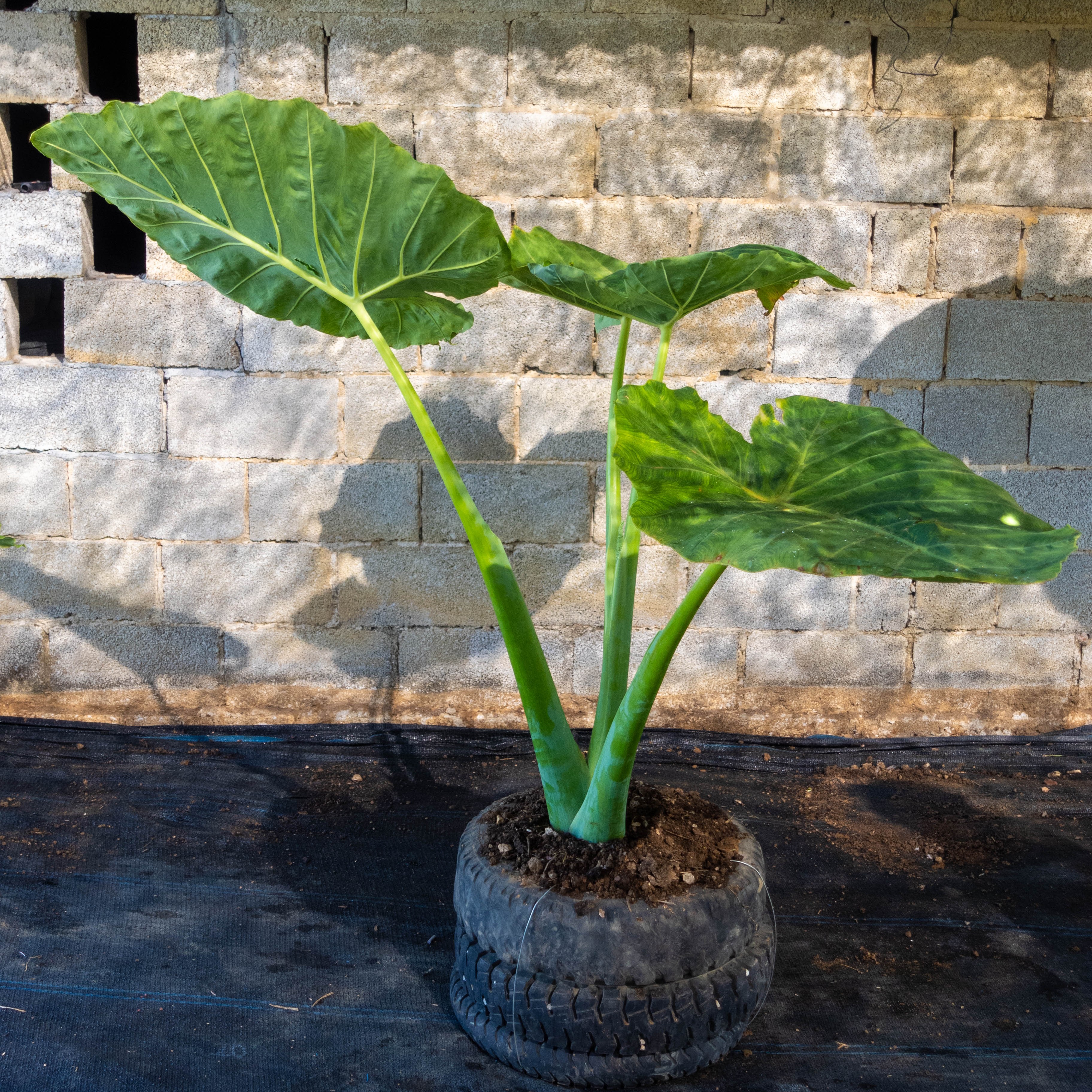 象耳芋大型绿植水培土培绿植盆栽室内大叶绿植客厅大摆件耐养活