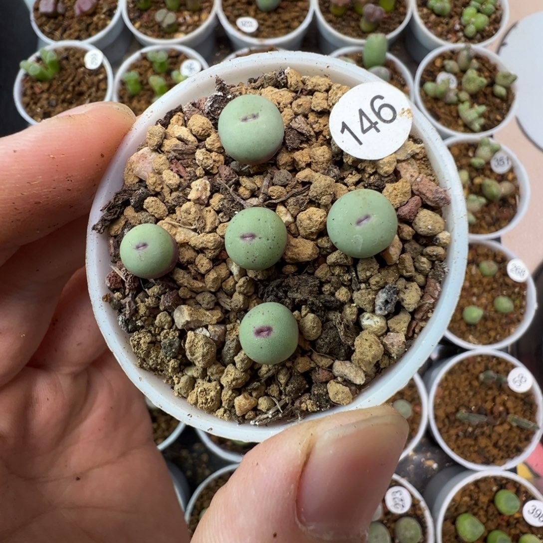 优选的中嘴一颗脱土14600000
