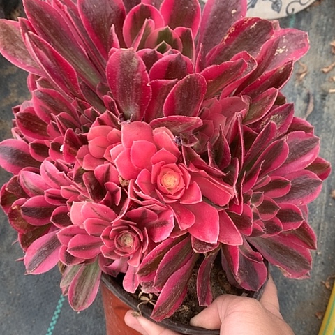 627粉女巫多肉植物