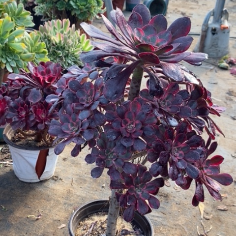 丽娜多肉植物030