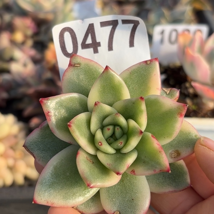 多肉植物满18包邮当场凑单