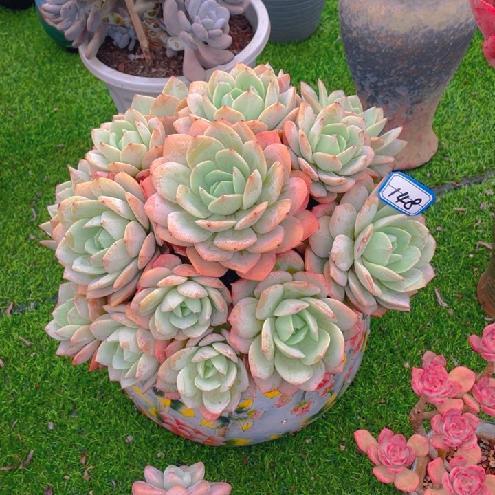 谢谢你的支持000000148