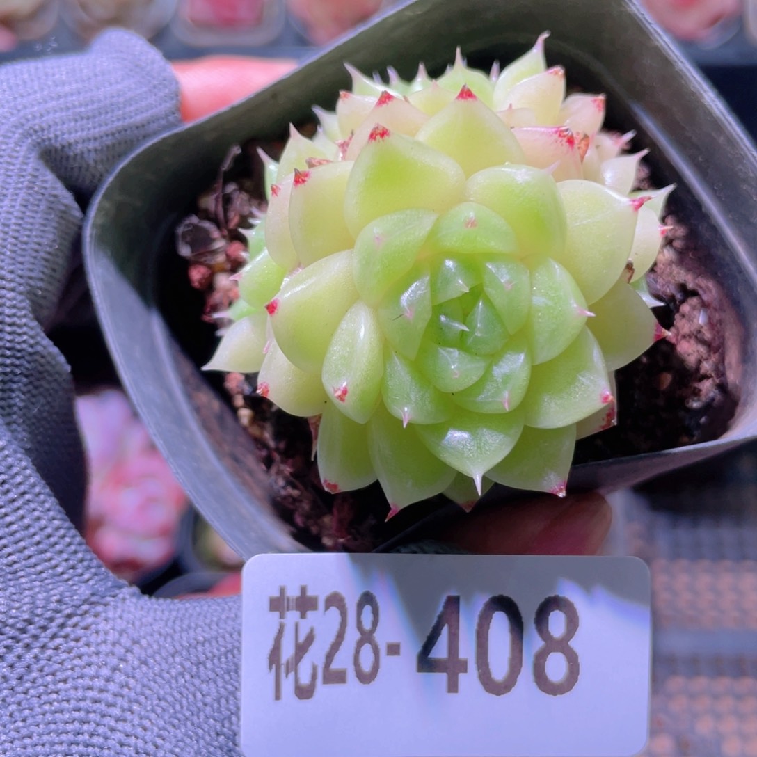 花利美28-408麦秆