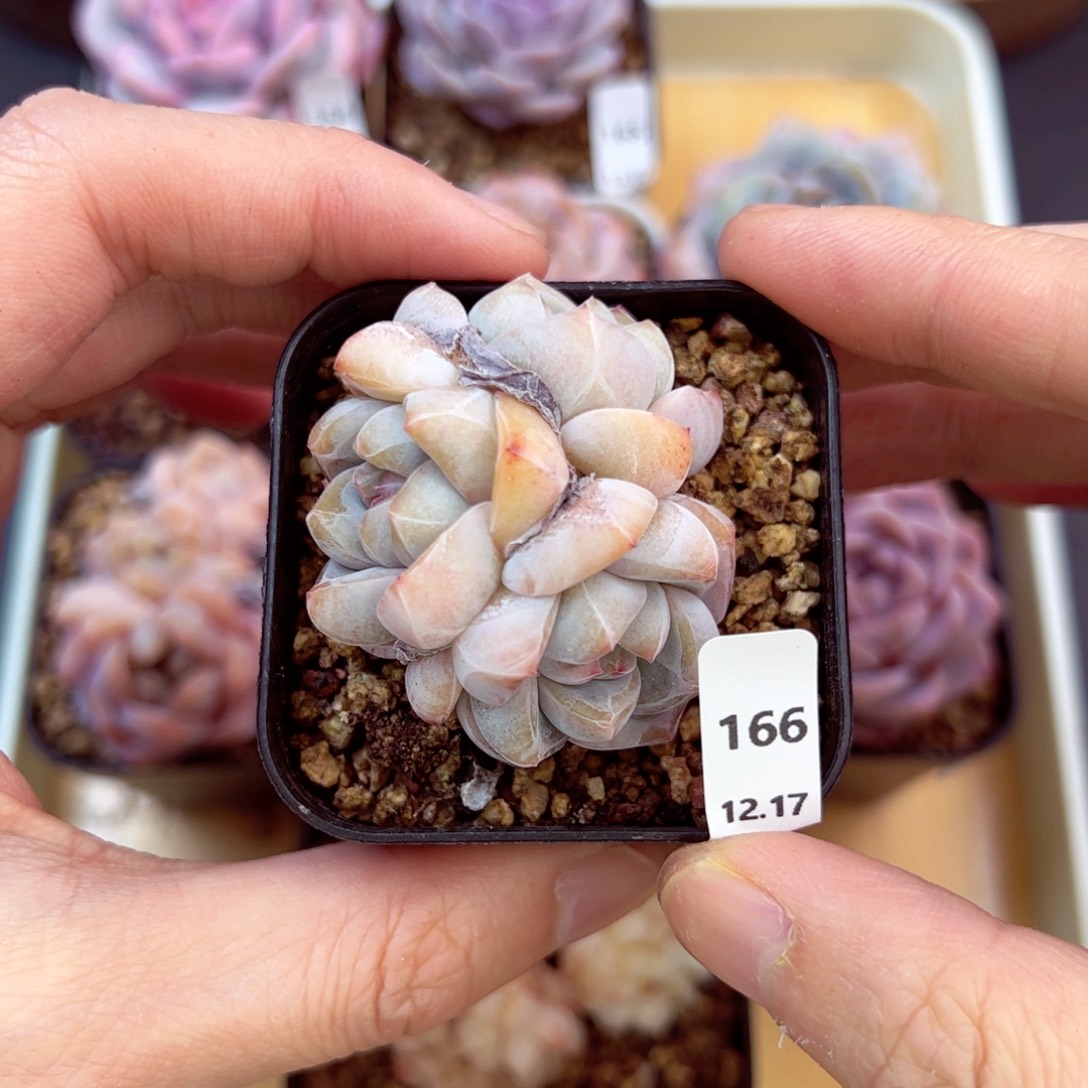 好好看166、哈哈哈哈