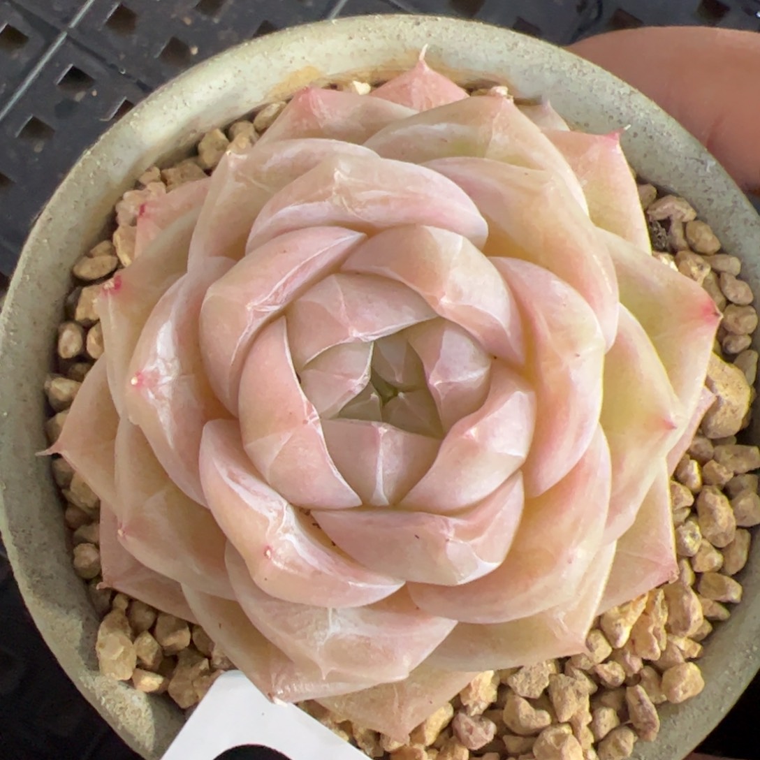 015 满38包邮一物一拍