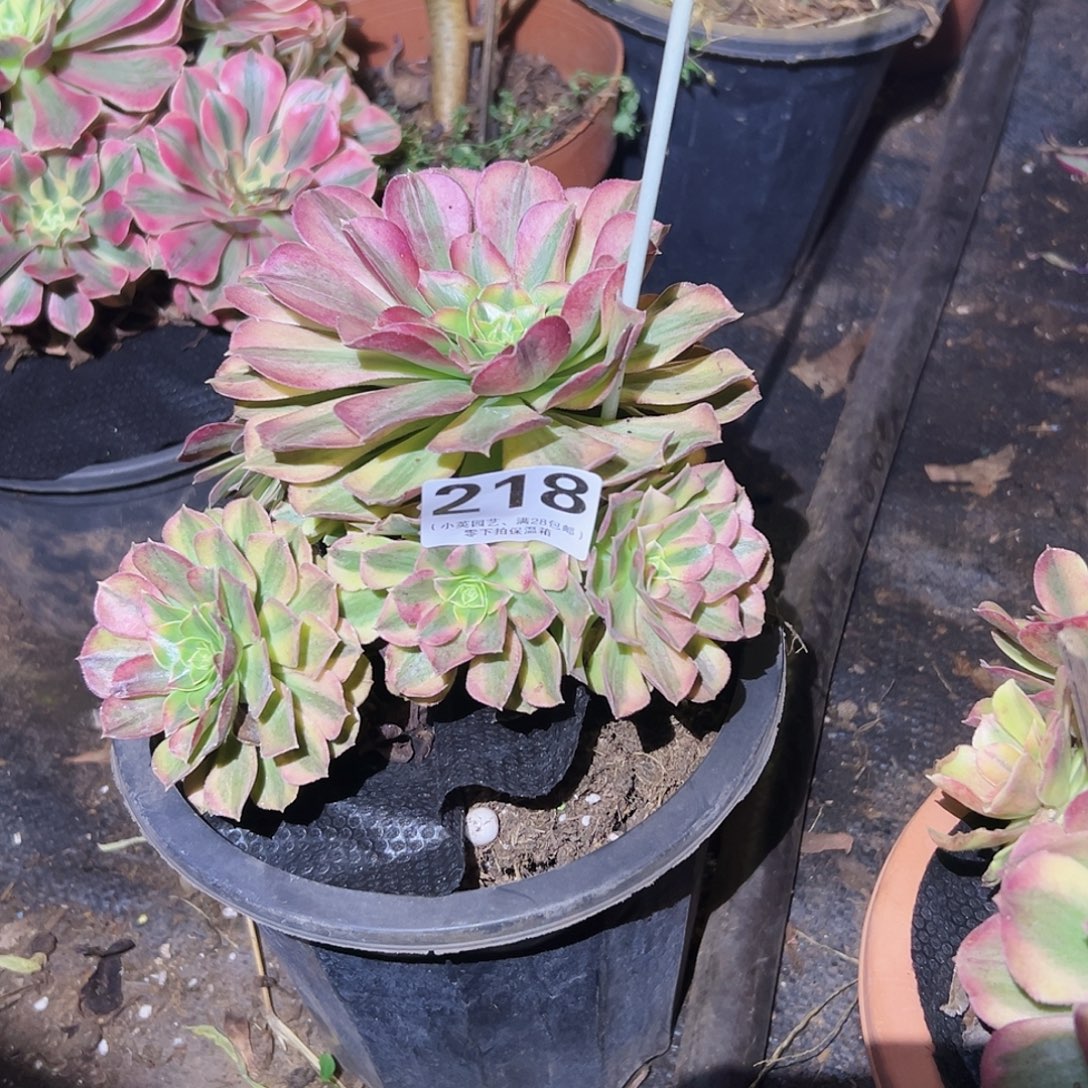 218多肉植物、轮回