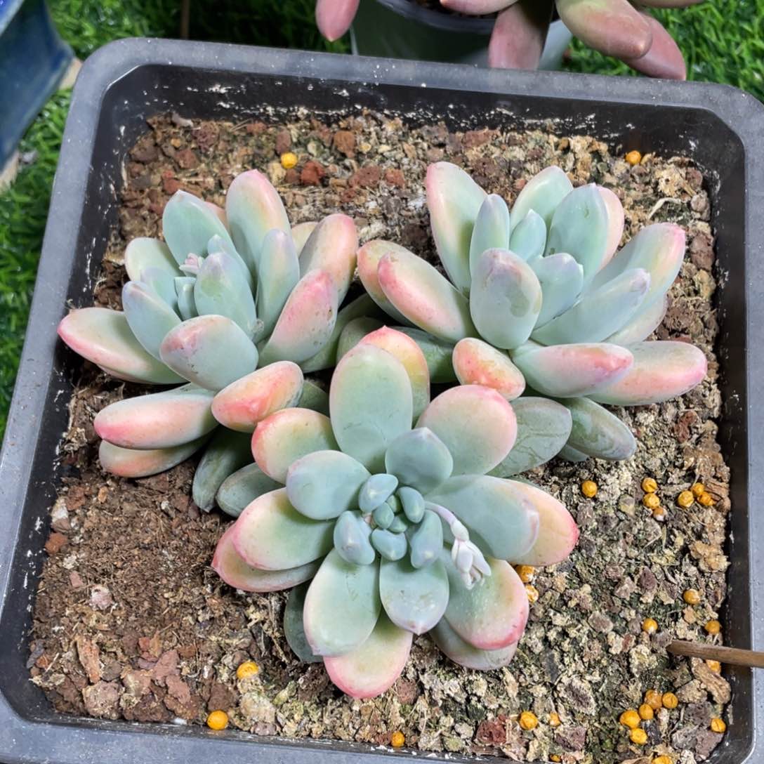 奶瓶美人多肉植物