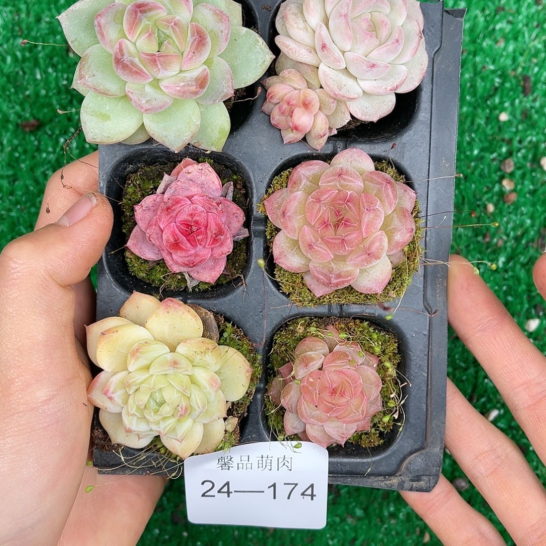 多肉一物一拍24-174