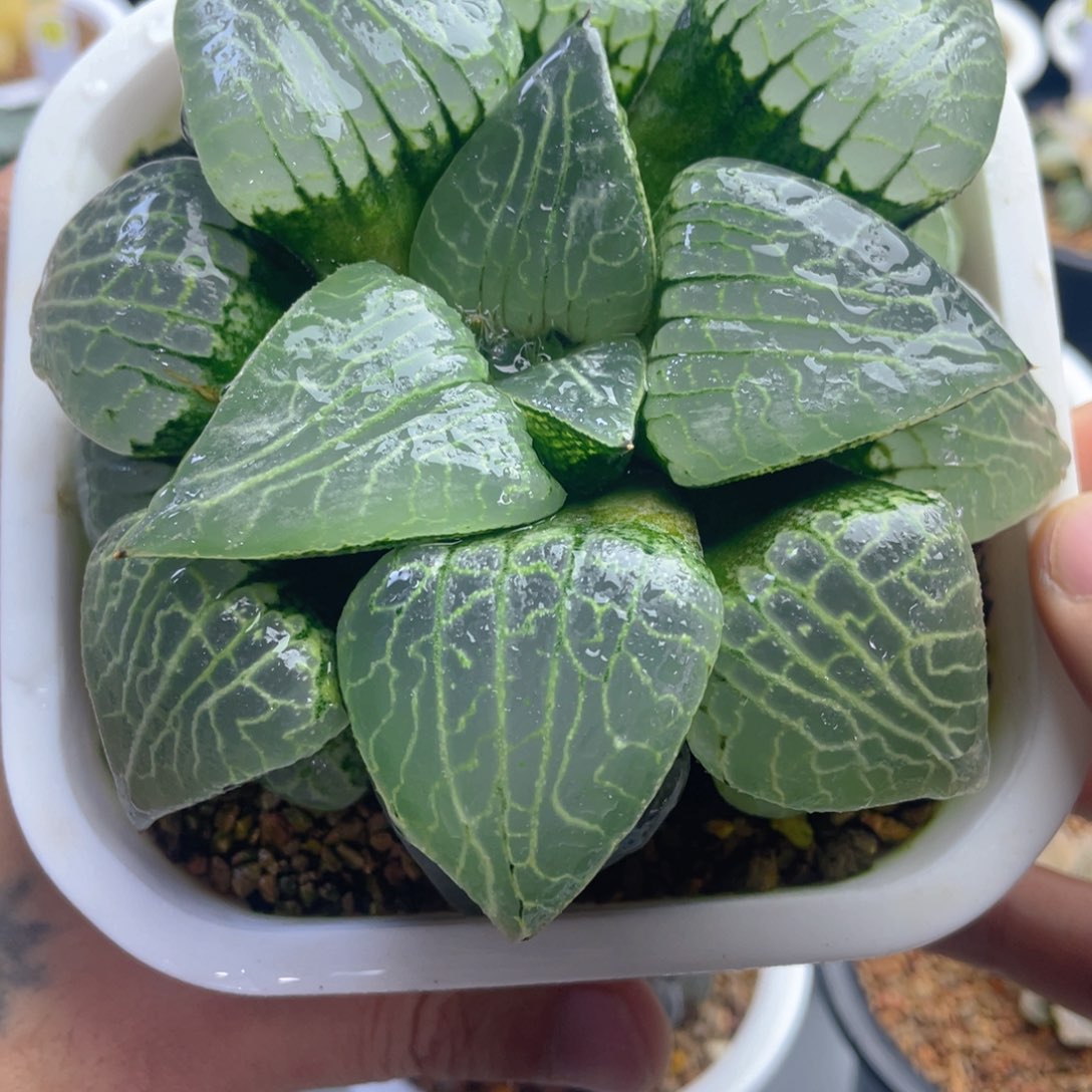 12.十二卷多肉丸叶水晶101母本